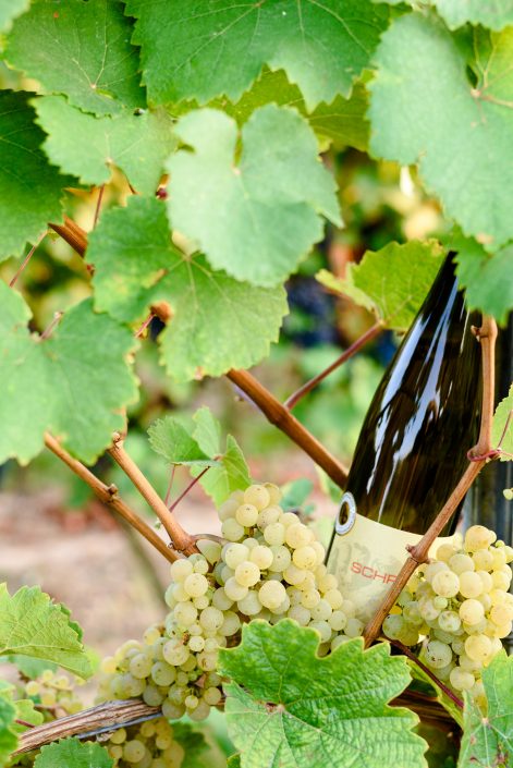 Weinbau Schreiber